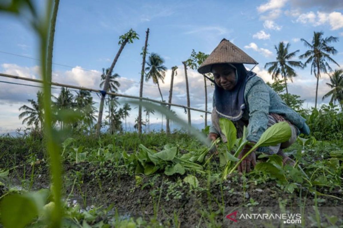 Strategi Pengembangan Pertanian - Prodi Agroteknologi Terbaik Di Sumut